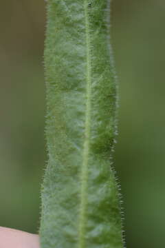 Image of Leontodon tenuiflorus (Gaudin) Rchb.