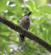 Image of Keel-billed Motmot