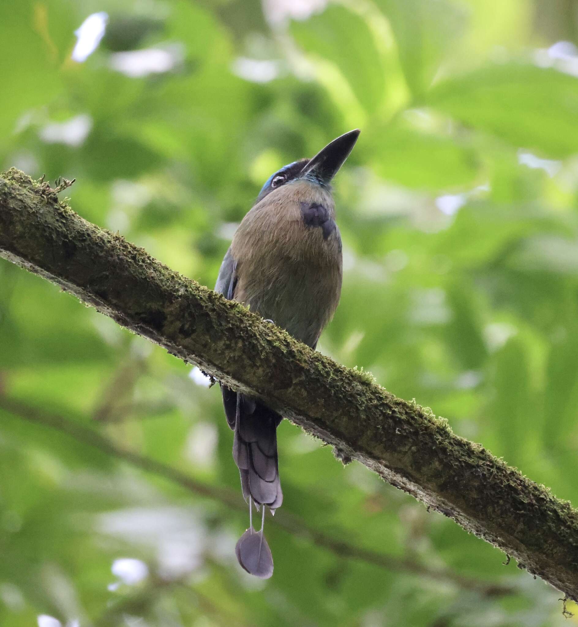 Image of Keel-billed Motmot