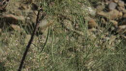 Imagem de Moringa peregrina (Forsk.) Fiori