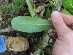 Image de Cryptocarya sclerophylla B. P. M. Hyland