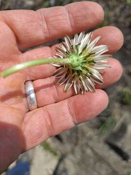 Taraxacum coreanum Nakai的圖片