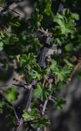 Image of Pelargonium antidysentericum subsp. antidysentericum