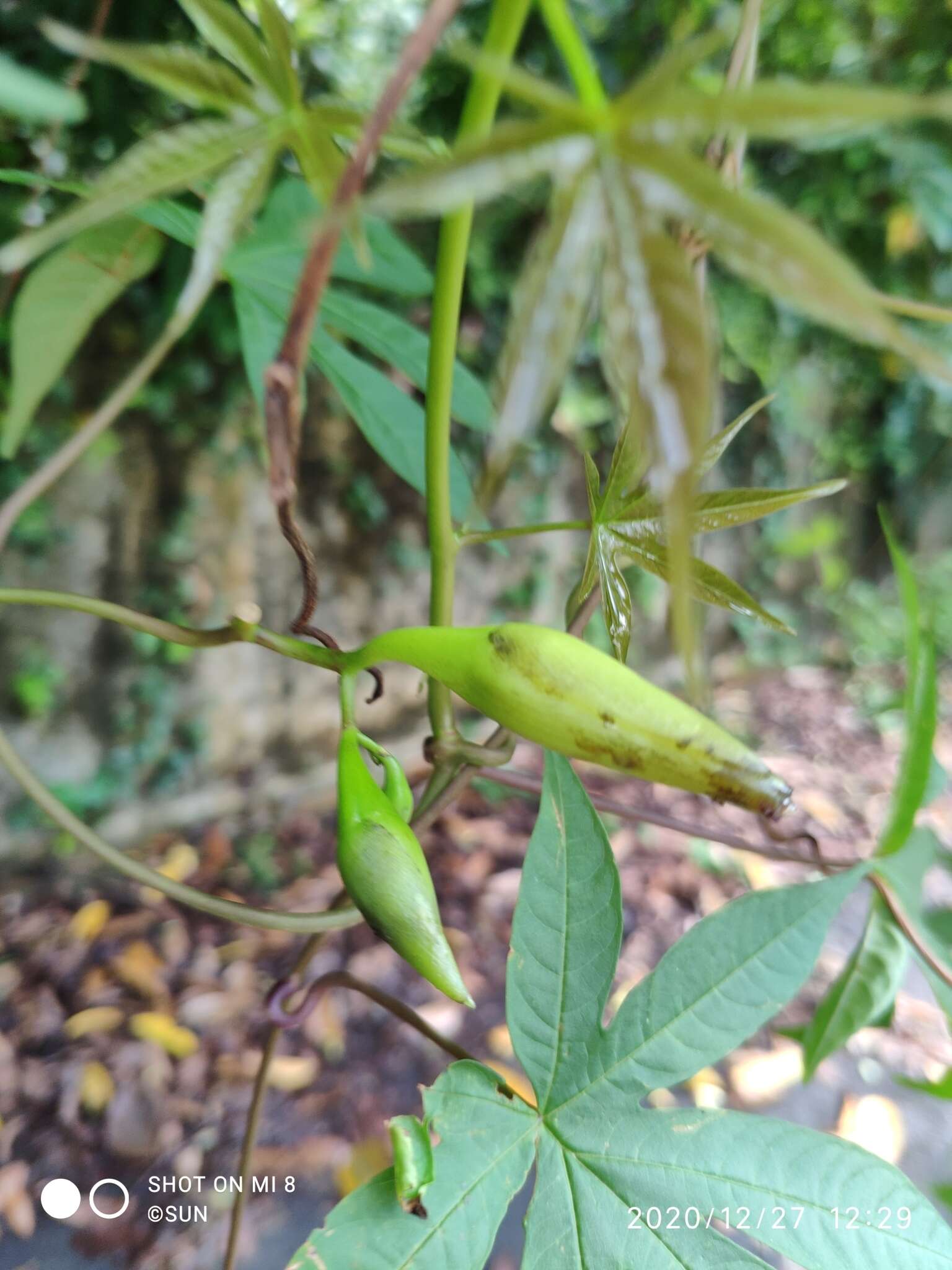 Image of Spanish arborvine