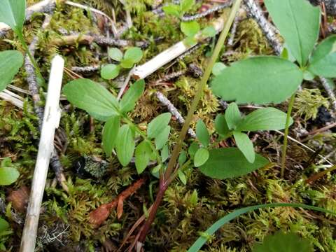 Image of marsh valerian