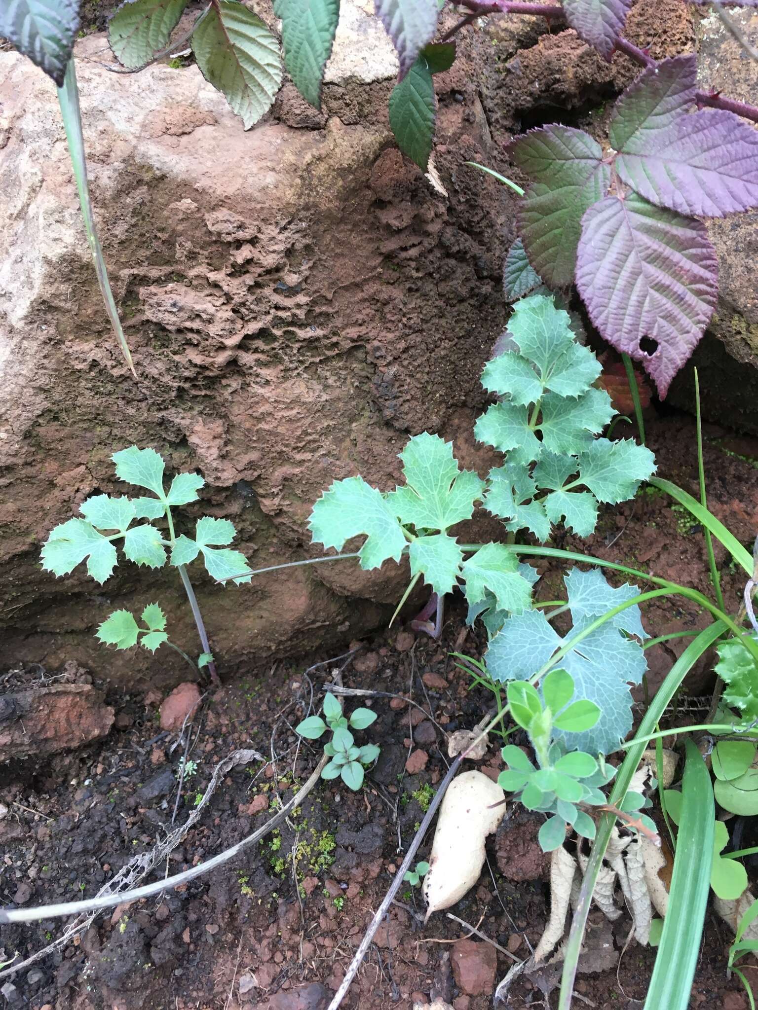 Слика од Lomatium repostum (Jepson) Mathias