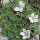 Image of Geranium subacutum (Boiss.) Aedo