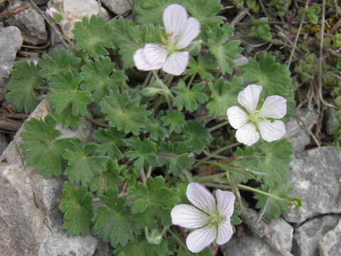 Image of Geranium subacutum (Boiss.) Aedo