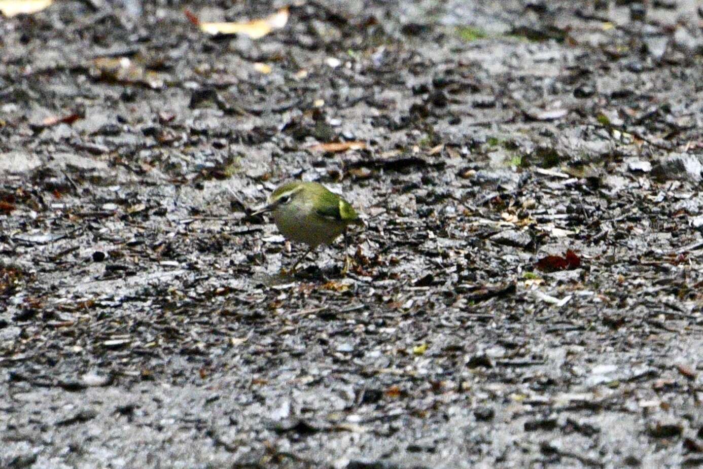 Acanthisitta chloris granti Mathews & Iredale 1913 resmi