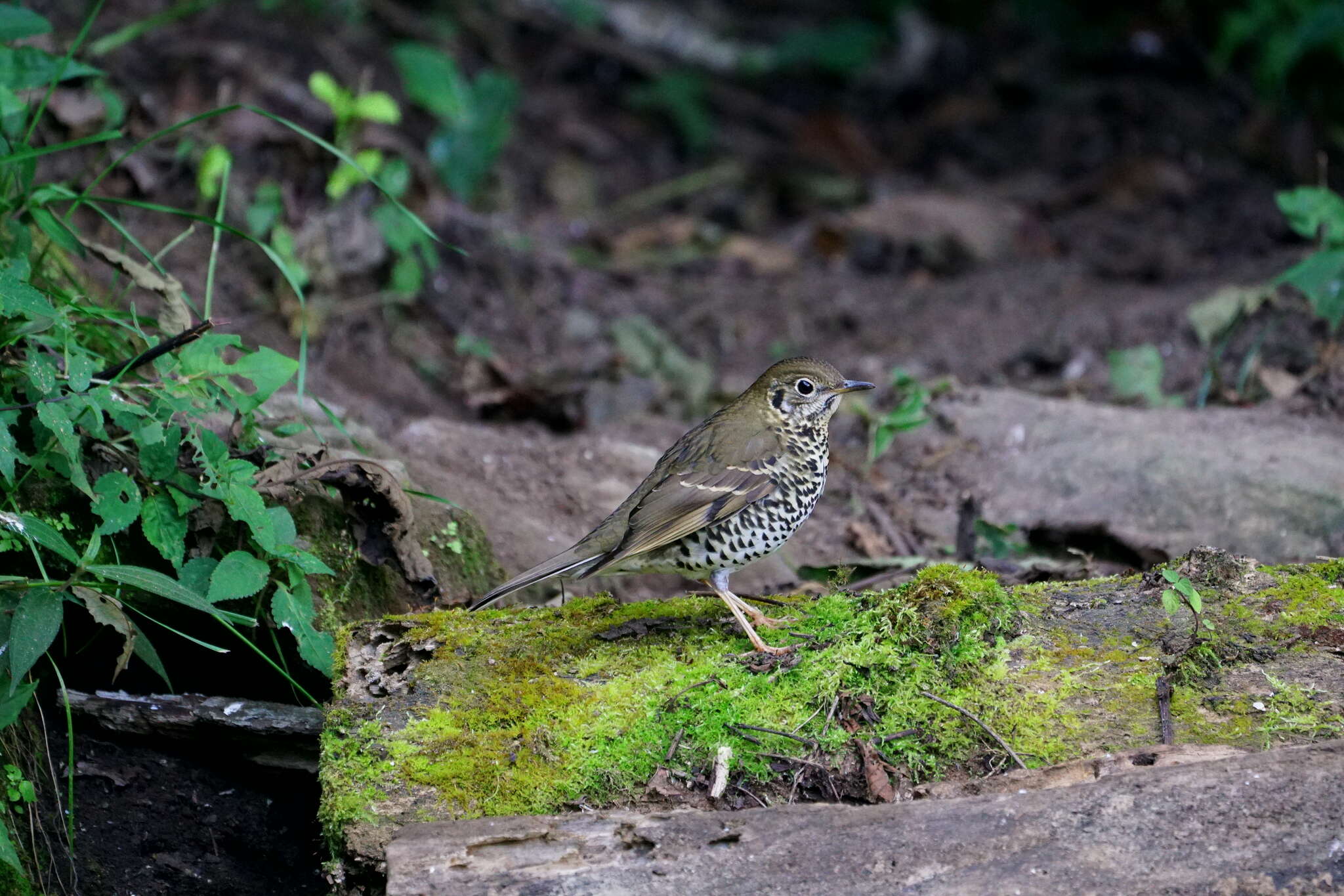 Image of Long-tailed Thrush