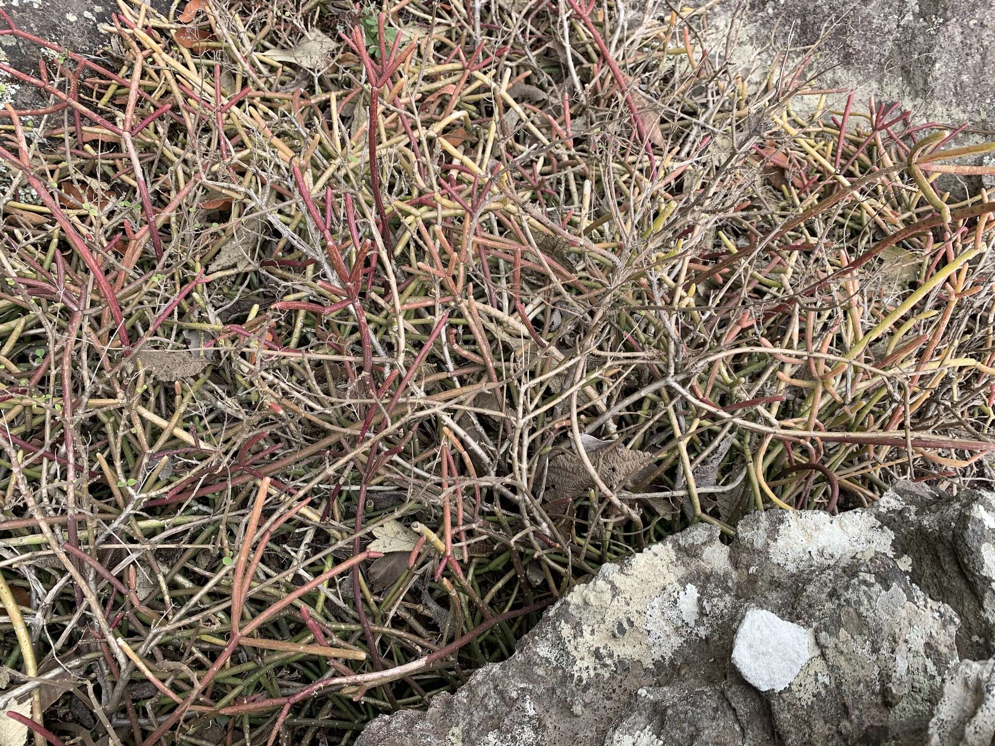 Image of Rhipsalis baccifera subsp. mauritiana (DC.) Barthlott