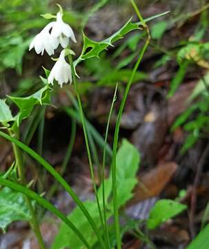 Image of Ophiopogon intermedius D. Don