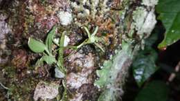 Image de Lemurella pallidiflora Bosser