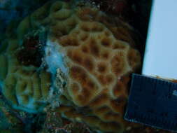 Image of Golfball coral