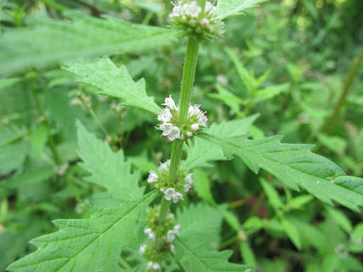 Image of Bugleweed