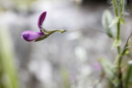 Plancia ëd Psoralea monophylla (L.) C. H. Stirt.