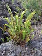 Imagem de Nephrolepis abrupta (Bory) Mett.