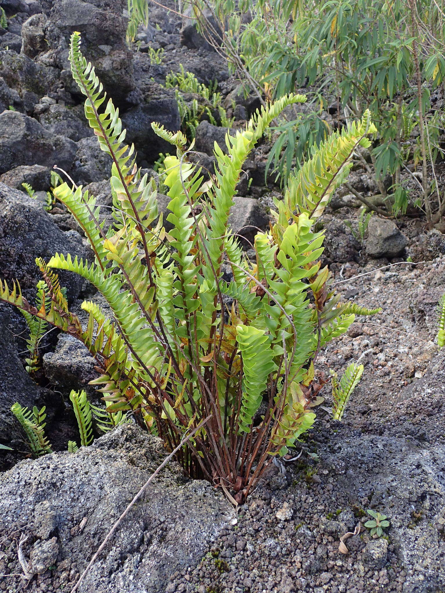 Image of Nephrolepis abrupta (Bory) Mett.