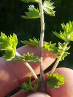 Image of Hudson Bay eyebright