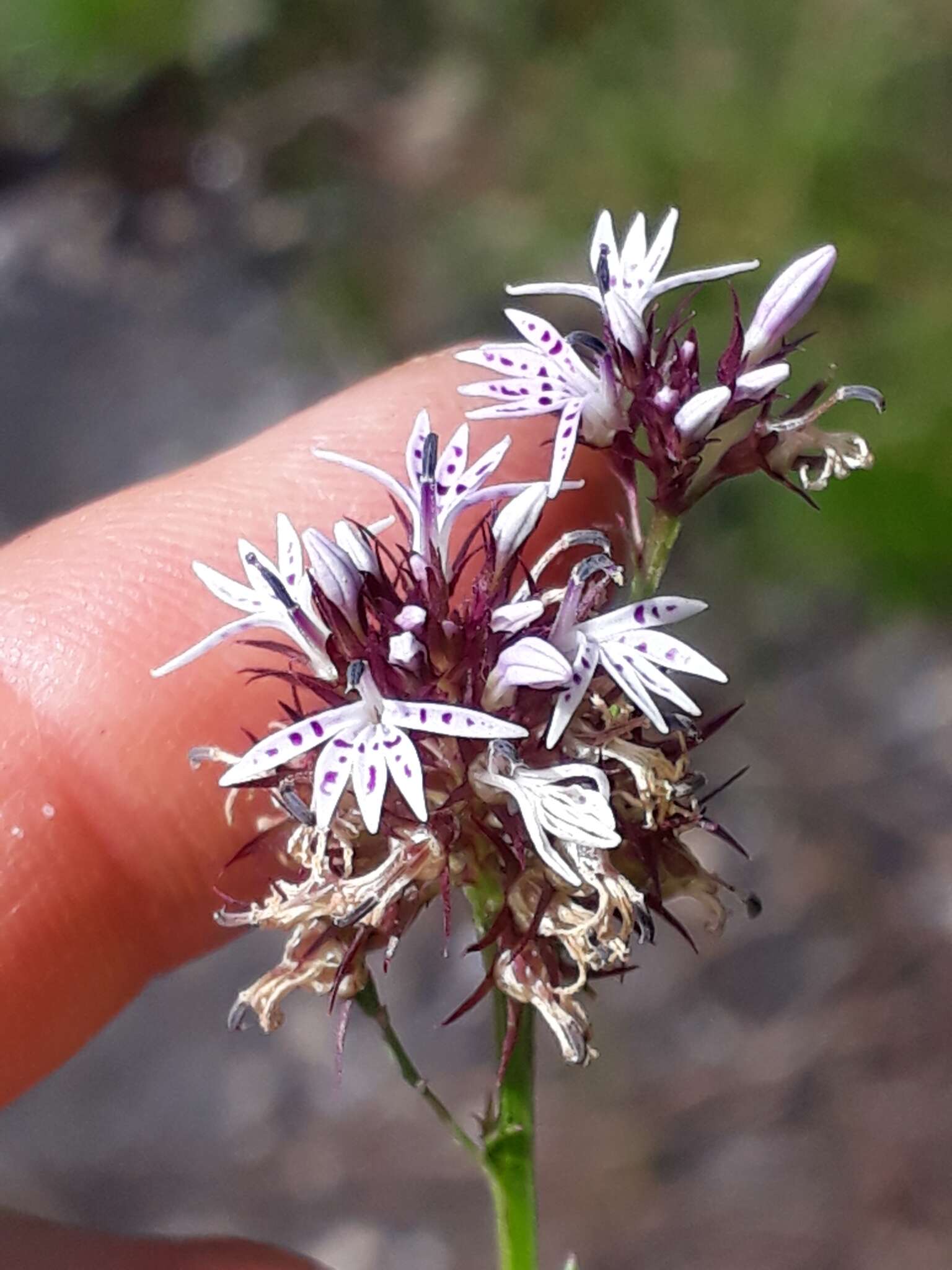 Image of Lobelia jasionoides var. jasionoides