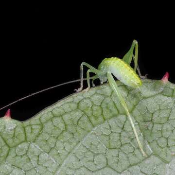 Image of southern oak bush-cricket