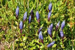 Image of Bog Gentian