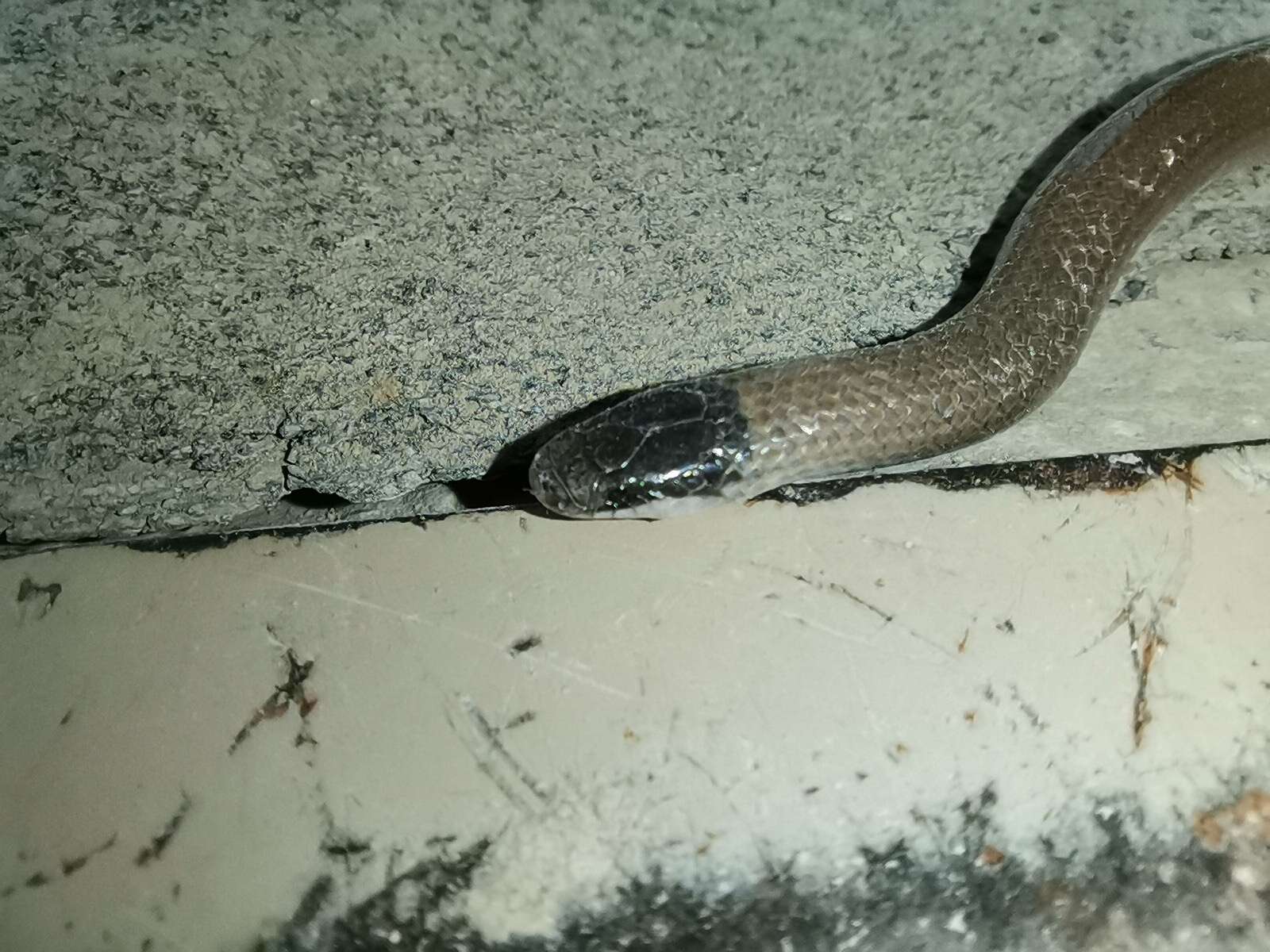 Image of Mexican Blackhead Snake