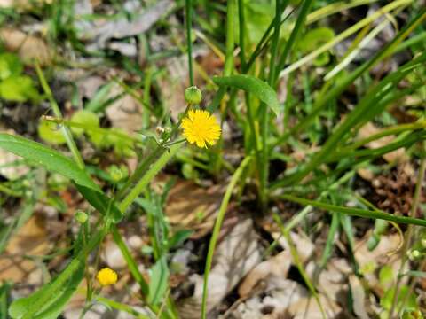 Image of Dwarf Dandelion