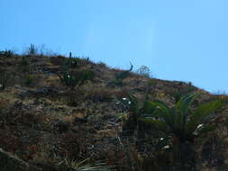 Image of Agave marmorata Roezl