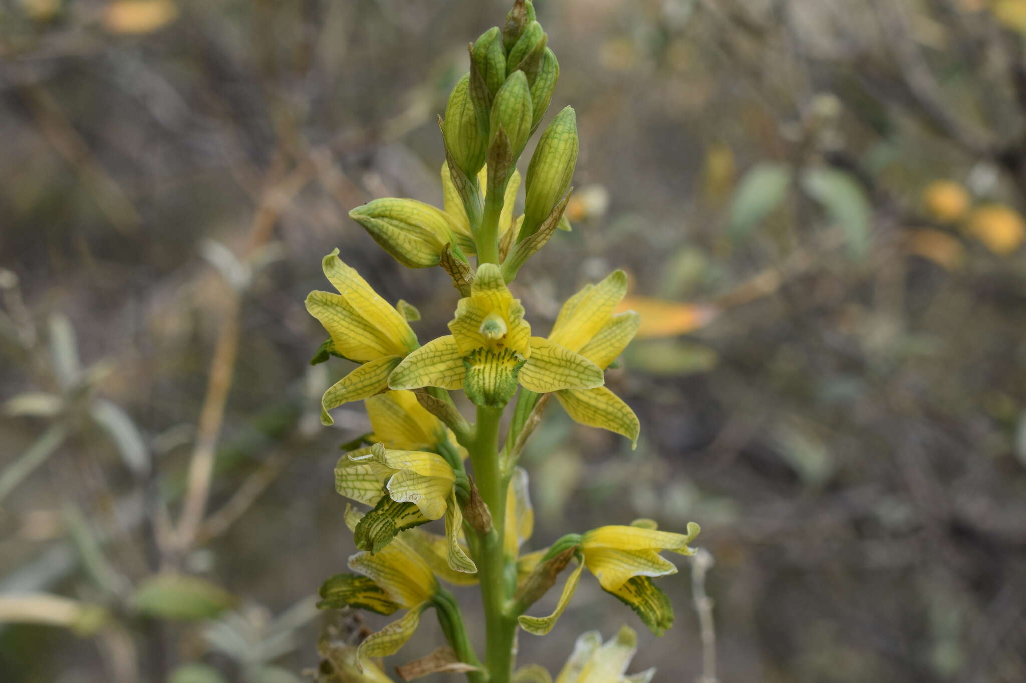 Image of Chloraea multilineolata C. Schweinf.