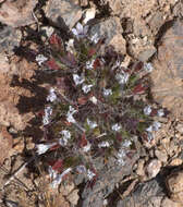 Image of Great Basin langloisia