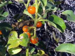 Image of Solanum tomentosum L.