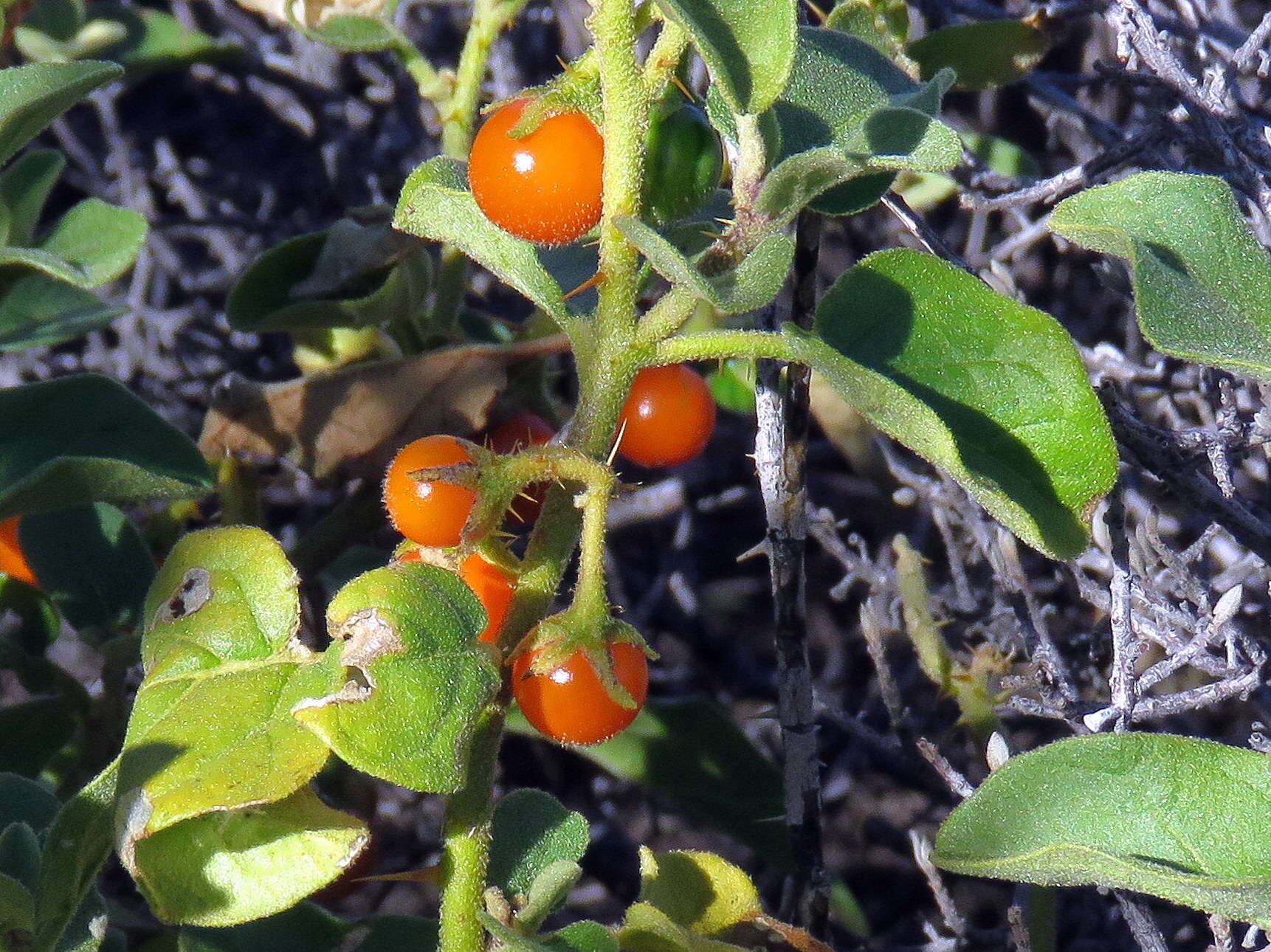 Image of Solanum tomentosum L.