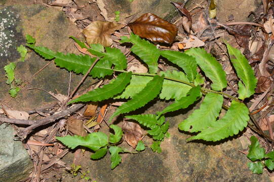 Image of Anisocampium cumingianum C. Presl