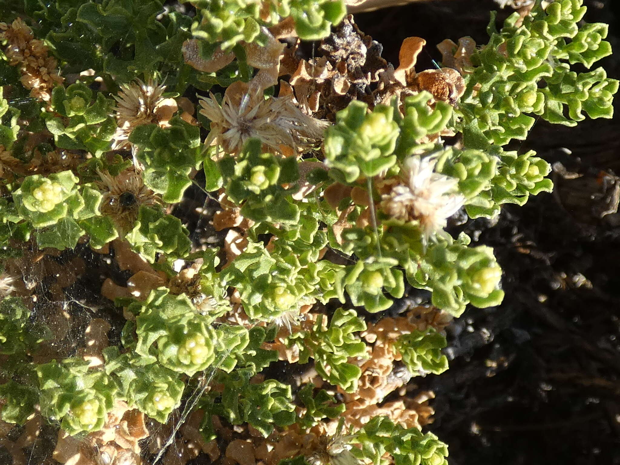 Image of cliff goldenbush