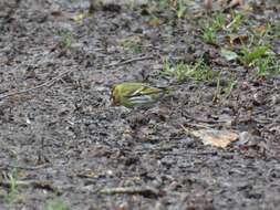 Image of Eurasian Siskin