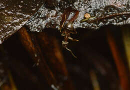 Image of Lasius americanus