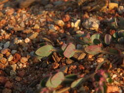 Image of Euphorbia cristata B. Heyne ex Roth