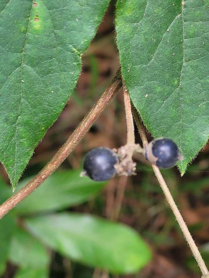 Image of Lonicera hypoglauca Miq.