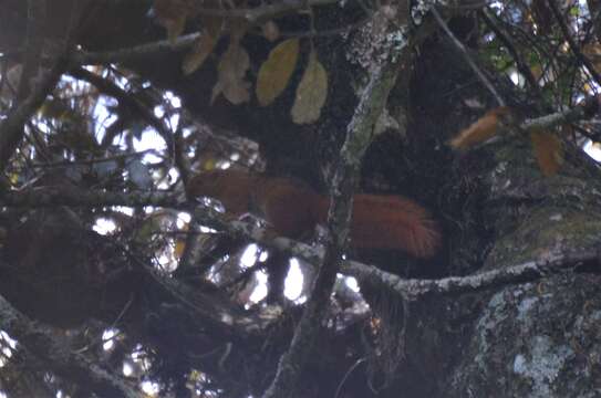 Image of Black And Red Bush Squirrel