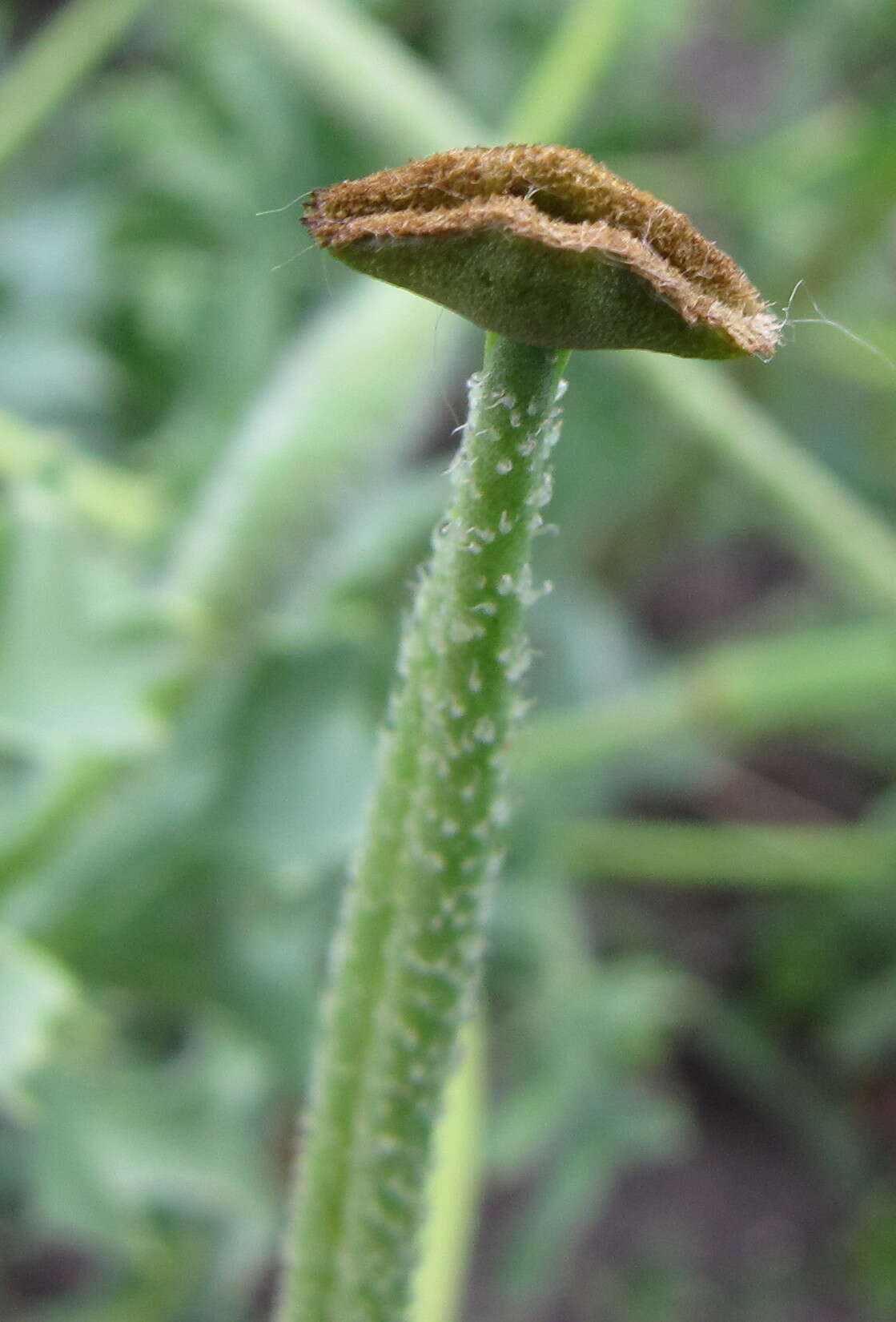 Image of blackspot hornpoppy