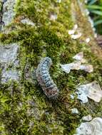 Acronicta hastulifera Smith & Abbot 1797的圖片