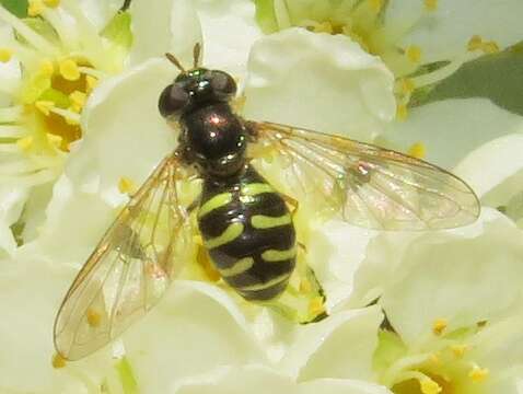 Image of <i>Dasysyrphus laticaudus</i>