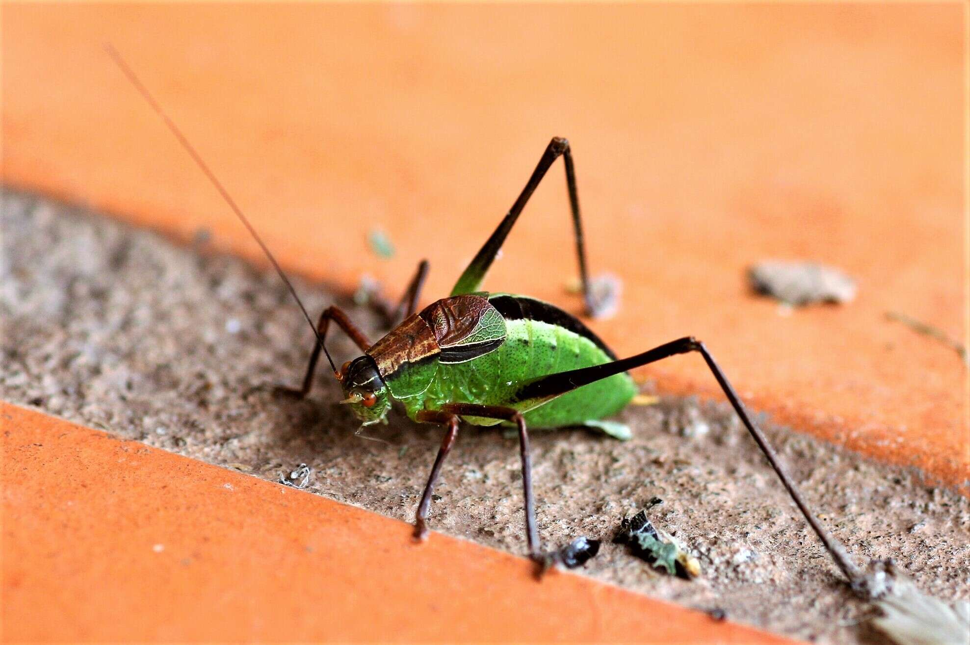 Image of Anisophya melanochloris (Rehn & J. A. G. 1911)