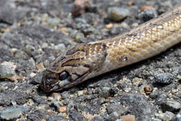 Image of Loos Snake