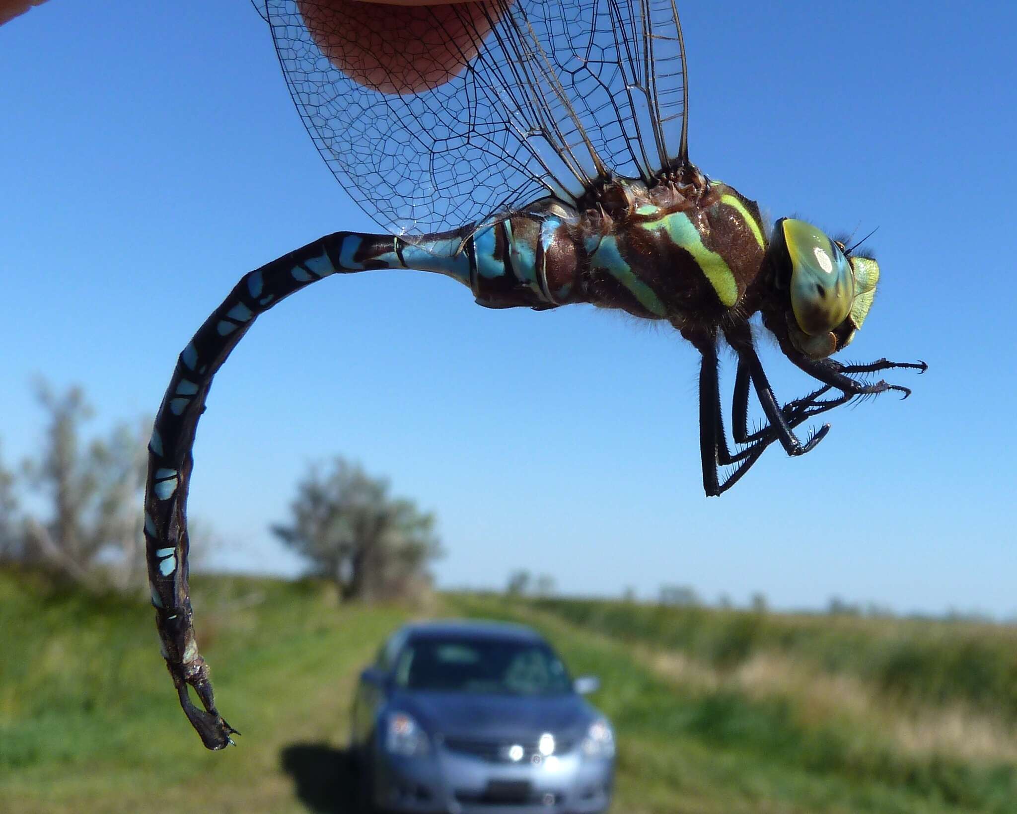 Image of Lance-Tailed Darner