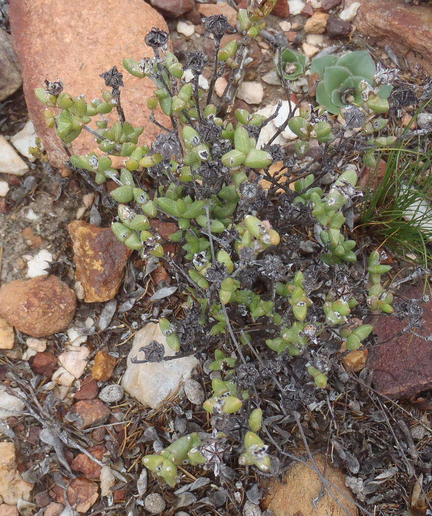 Ruschia virgata (Haw.) L. Bol. resmi