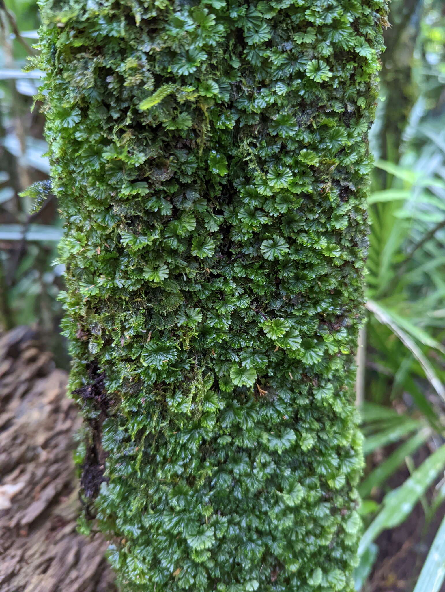 Image of Crepidomanes saxifragoides (C. Presl) P. S. Green