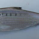 Image of Five-spot herring