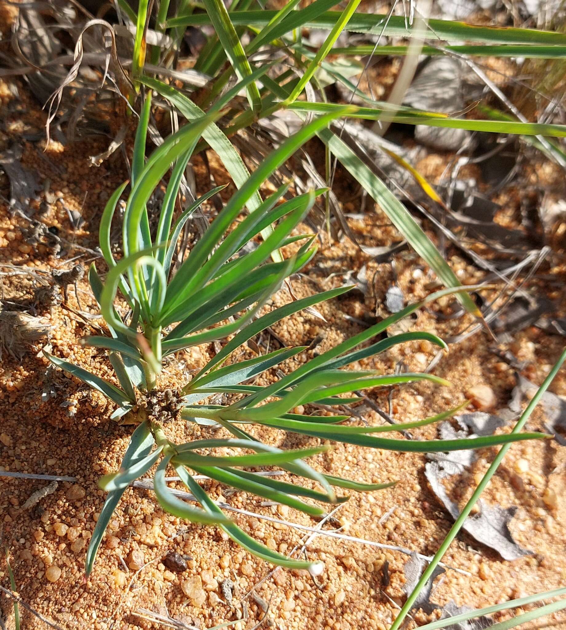 Image of Euphorbia trichadenia Pax